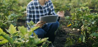 Agriculturist utilize the core data network in the Internet from the mobile to validate, test, and select the new crop method. Young farmers and tobacco farming photo