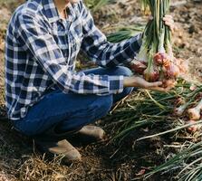 Agriculturist utilize the core data network in the Internet from the mobile to validate, test, and select the new crop method. Young farmers and tobacco farming photo