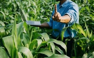 Agriculturist utilize the core data network in the Internet from the mobile to validate, test, and select the new crop method. Young farmers and tobacco farming photo