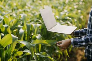 Agriculturist utilize the core data network in the Internet from the mobile to validate, test, and select the new crop method. Young farmers and tobacco farming photo