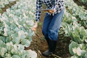 Agriculturist utilize the core data network in the Internet from the mobile to validate, test, and select the new crop method. Young farmers and tobacco farming photo