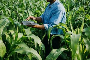 Agriculturist utilize the core data network in the Internet from the mobile to validate, test, and select the new crop method. Young farmers and tobacco farming photo