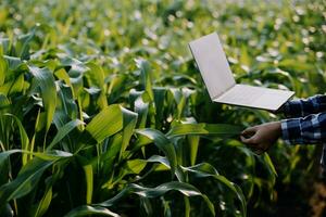 Agriculturist utilize the core data network in the Internet from the mobile to validate, test, and select the new crop method. Young farmers and tobacco farming photo