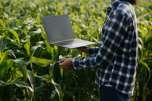 agricultor utilizar el núcleo datos red en el Internet desde el móvil a validar, prueba, y Seleccione el nuevo cosecha método. joven agricultores y tabaco agricultura foto