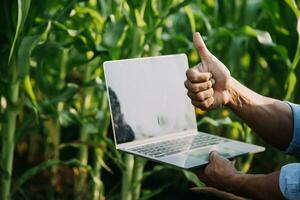 Agriculturist utilize the core data network in the Internet from the mobile to validate, test, and select the new crop method. Young farmers and tobacco farming photo