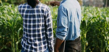 Agriculturist utilize the core data network in the Internet from the mobile to validate, test, and select the new crop method. Young farmers and tobacco farming photo