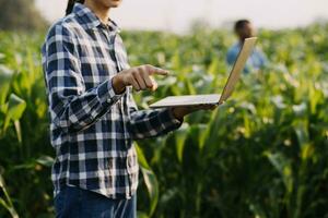 Agriculturist utilize the core data network in the Internet from the mobile to validate, test, and select the new crop method. Young farmers and tobacco farming photo