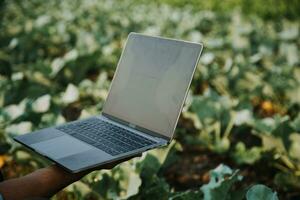 Agriculturist utilize the core data network in the Internet from the mobile to validate, test, and select the new crop method. Young farmers and tobacco farming photo