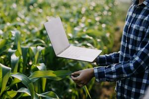 Agriculturist utilize the core data network in the Internet from the mobile to validate, test, and select the new crop method. Young farmers and tobacco farming photo