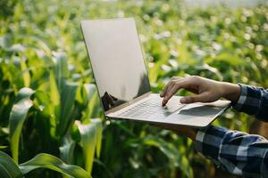 Agriculturist utilize the core data network in the Internet from the mobile to validate, test, and select the new crop method. Young farmers and tobacco farming photo