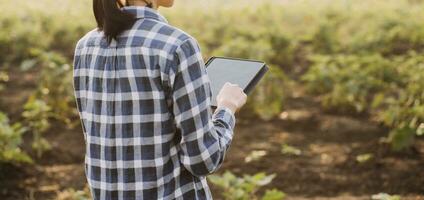 Agriculturist utilize the core data network in the Internet from the mobile to validate, test, and select the new crop method. Young farmers and tobacco farming photo