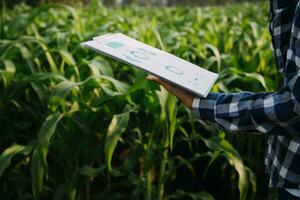 Agriculturist utilize the core data network in the Internet from the mobile to validate, test, and select the new crop method. Young farmers and tobacco farming photo