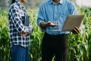 Agriculturist utilize the core data network in the Internet from the mobile to validate, test, and select the new crop method. Young farmers and tobacco farming photo