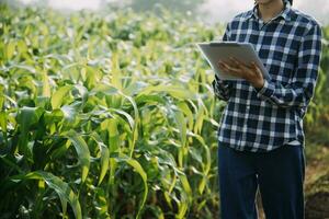 Agriculturist utilize the core data network in the Internet from the mobile to validate, test, and select the new crop method. Young farmers and tobacco farming photo