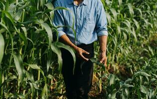 Agriculturist utilize the core data network in the Internet from the mobile to validate, test, and select the new crop method. Young farmers and tobacco farming photo
