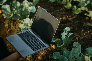 Agriculturist utilize the core data network in the Internet from the mobile to validate, test, and select the new crop method. Young farmers and tobacco farming photo