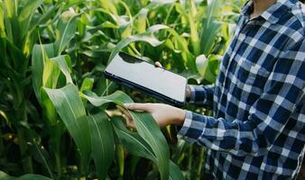 agricultor utilizar el núcleo datos red en el Internet desde el móvil a validar, prueba, y Seleccione el nuevo cosecha método. joven agricultores y tabaco agricultura foto