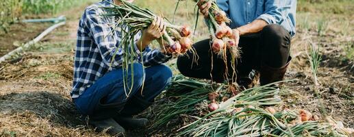 Agriculturist utilize the core data network in the Internet from the mobile to validate, test, and select the new crop method. Young farmers and tobacco farming photo