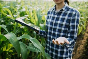 Agriculturist utilize the core data network in the Internet from the mobile to validate, test, and select the new crop method. Young farmers and tobacco farming photo