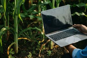 agricultor utilizar el núcleo datos red en el Internet desde el móvil a validar, prueba, y Seleccione el nuevo cosecha método. joven agricultores y tabaco agricultura foto