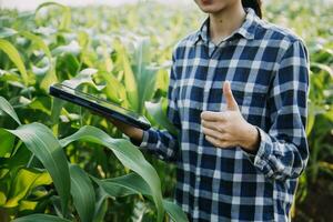 Agriculturist utilize the core data network in the Internet from the mobile to validate, test, and select the new crop method. Young farmers and tobacco farming photo