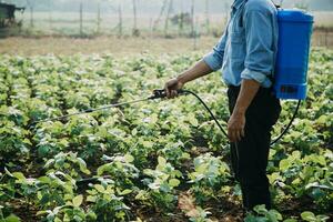 agricultor utilizar el núcleo datos red en el Internet desde el móvil a validar, prueba, y Seleccione el nuevo cosecha método. joven agricultores y tabaco agricultura foto