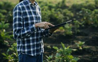 Agriculturist utilize the core data network in the Internet from the mobile to validate, test, and select the new crop method. Young farmers and tobacco farming photo