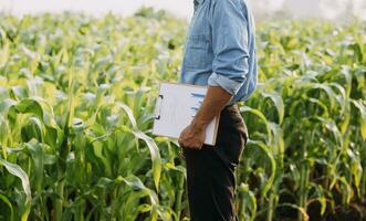 Agriculturist utilize the core data network in the Internet from the mobile to validate, test, and select the new crop method. Young farmers and tobacco farming photo