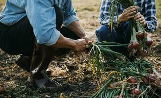 Agriculturist utilize the core data network in the Internet from the mobile to validate, test, and select the new crop method. Young farmers and tobacco farming photo