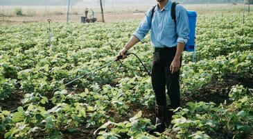 agricultor utilizar el núcleo datos red en el Internet desde el móvil a validar, prueba, y Seleccione el nuevo cosecha método. joven agricultores y tabaco agricultura foto