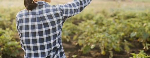 Agriculturist utilize the core data network in the Internet from the mobile to validate, test, and select the new crop method. Young farmers and tobacco farming photo
