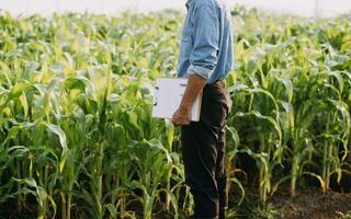 Agriculturist utilize the core data network in the Internet from the mobile to validate, test, and select the new crop method. Young farmers and tobacco farming photo