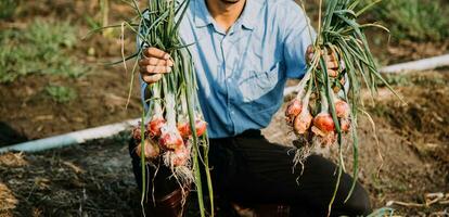 Agriculturist utilize the core data network in the Internet from the mobile to validate, test, and select the new crop method. Young farmers and tobacco farming photo