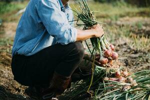 Agriculturist utilize the core data network in the Internet from the mobile to validate, test, and select the new crop method. Young farmers and tobacco farming photo