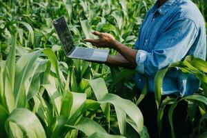 Agriculturist utilize the core data network in the Internet from the mobile to validate, test, and select the new crop method. Young farmers and tobacco farming photo