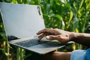 agricultor utilizar el núcleo datos red en el Internet desde el móvil a validar, prueba, y Seleccione el nuevo cosecha método. joven agricultores y tabaco agricultura foto