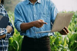 Agriculturist utilize the core data network in the Internet from the mobile to validate, test, and select the new crop method. Young farmers and tobacco farming photo