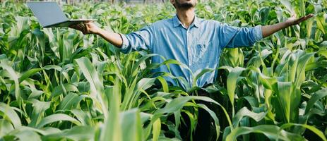 Agriculturist utilize the core data network in the Internet from the mobile to validate, test, and select the new crop method. Young farmers and tobacco farming photo
