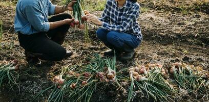 Agriculturist utilize the core data network in the Internet from the mobile to validate, test, and select the new crop method. Young farmers and tobacco farming photo