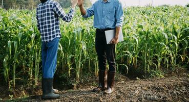 Agriculturist utilize the core data network in the Internet from the mobile to validate, test, and select the new crop method. Young farmers and tobacco farming photo