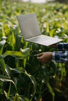 agricultor utilizar el núcleo datos red en el Internet desde el móvil a validar, prueba, y Seleccione el nuevo cosecha método. joven agricultores y tabaco agricultura foto