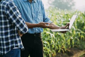 Agriculturist utilize the core data network in the Internet from the mobile to validate, test, and select the new crop method. Young farmers and tobacco farming photo