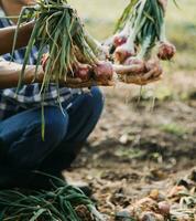 Agriculturist utilize the core data network in the Internet from the mobile to validate, test, and select the new crop method. Young farmers and tobacco farming photo