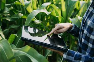 Agriculturist utilize the core data network in the Internet from the mobile to validate, test, and select the new crop method. Young farmers and tobacco farming photo