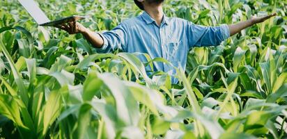 Agriculturist utilize the core data network in the Internet from the mobile to validate, test, and select the new crop method. Young farmers and tobacco farming photo