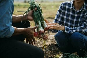 Agriculturist utilize the core data network in the Internet from the mobile to validate, test, and select the new crop method. Young farmers and tobacco farming photo