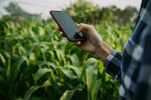 Agriculturist utilize the core data network in the Internet from the mobile to validate, test, and select the new crop method. Young farmers and tobacco farming photo
