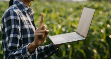 Agriculturist utilize the core data network in the Internet from the mobile to validate, test, and select the new crop method. Young farmers and tobacco farming photo