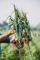 Agriculturist utilize the core data network in the Internet from the mobile to validate, test, and select the new crop method. Young farmers and tobacco farming photo