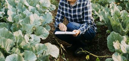 Agriculturist utilize the core data network in the Internet from the mobile to validate, test, and select the new crop method. Young farmers and tobacco farming photo